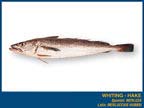 WHITING-HAKE