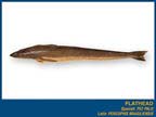 FLATHEAD