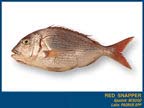 Red Snapper