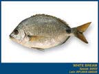 WHITE BREAM