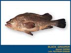 Black Grouper