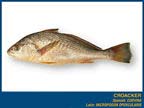 Croaker