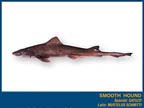 SMOOTH HOUND