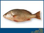 pargo